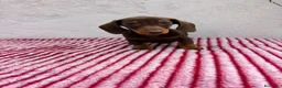 Teckel Miniatura perros en venta: Teckel Miniatura - Anuncio 1