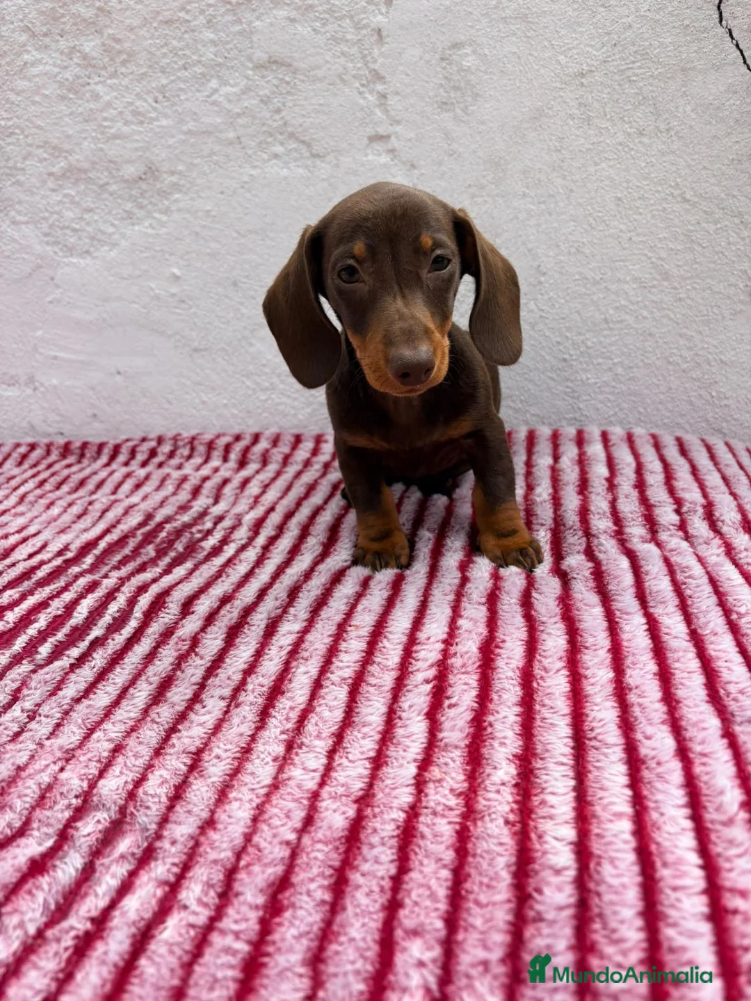 Teckel Miniatura perros en venta: Teckel Miniatura - Anuncio 1