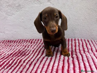 Teckel Miniatura perros Teckel Miniatura - Anuncio 1