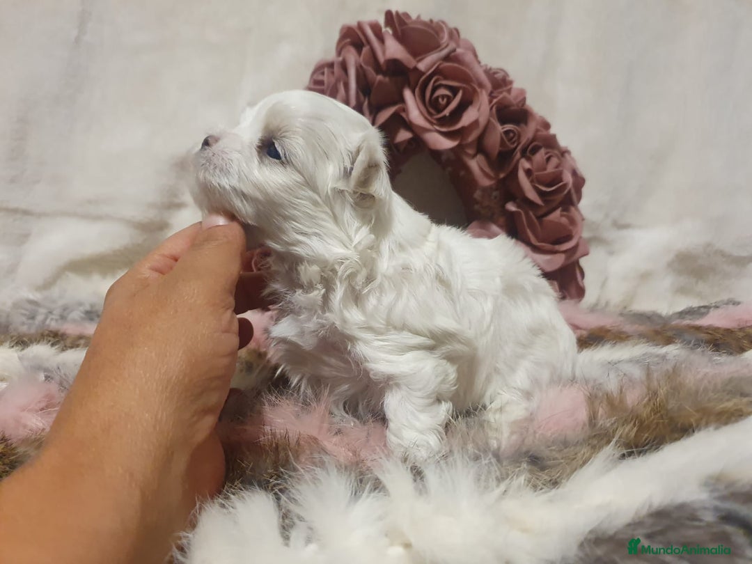 Bichón Maltés perros en venta: Bichones Malteses   - Imagen 7