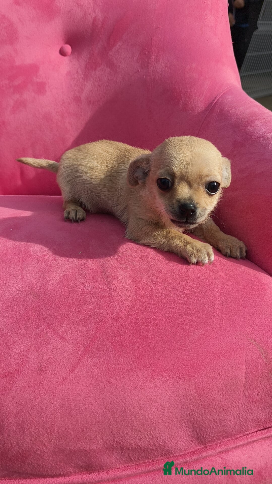 Chihuahua perros en venta: Chihuahua hembra disponible  - Anuncio 9