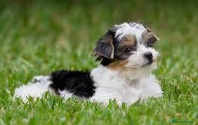 Biewer Yorkshire Terrier a la Pom Pon perros Yorkshire biewer Machos Toy  - Anuncio 2