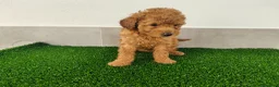 Caniche Toy perros en venta: Caniches toy - Anuncio 5
