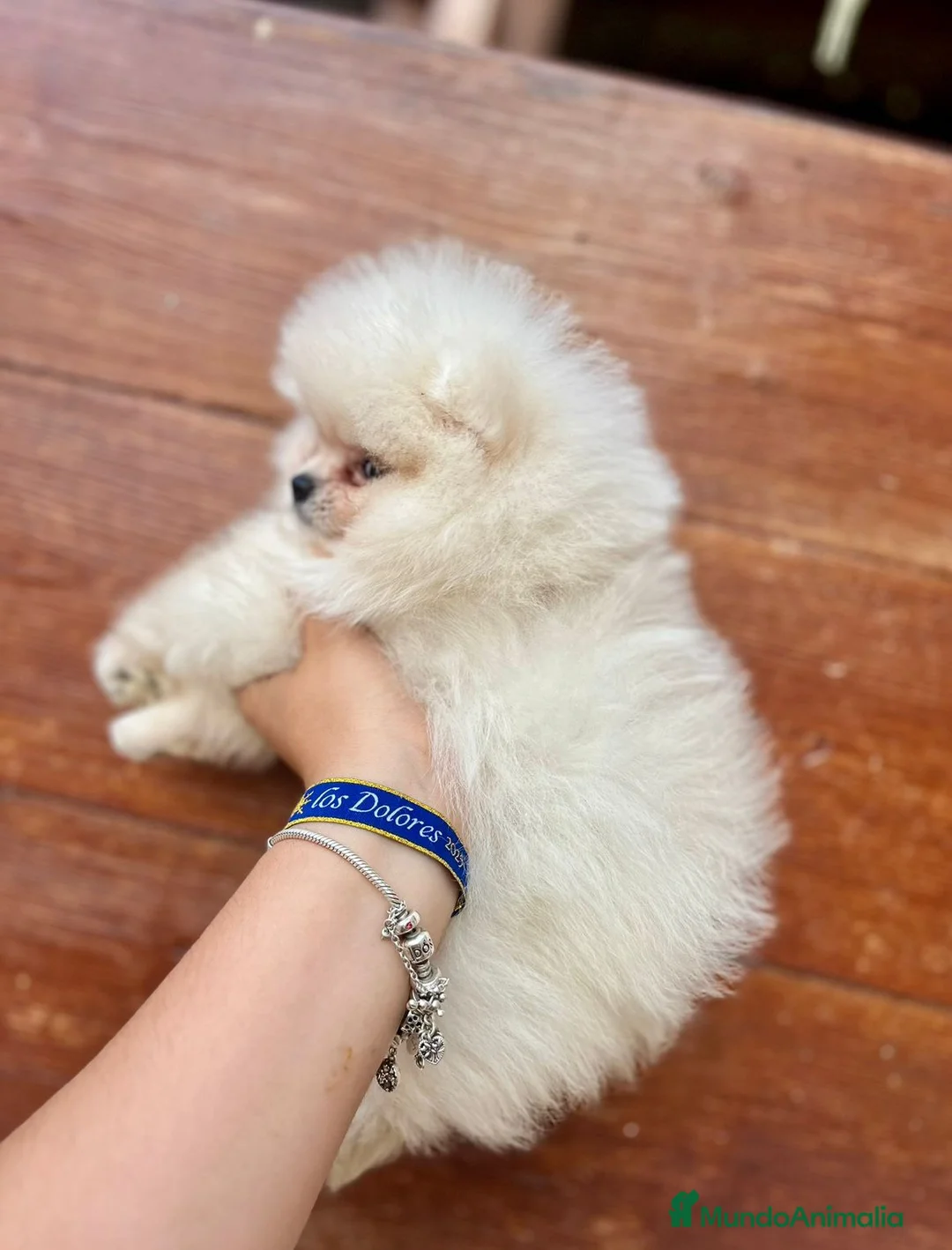 Pomerania perros en venta: Pomerania toy - Anuncio 5