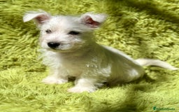 West Highland White Terrier perros en venta: WEST HIGHLAND WHITE TERRIER - Imagen 6