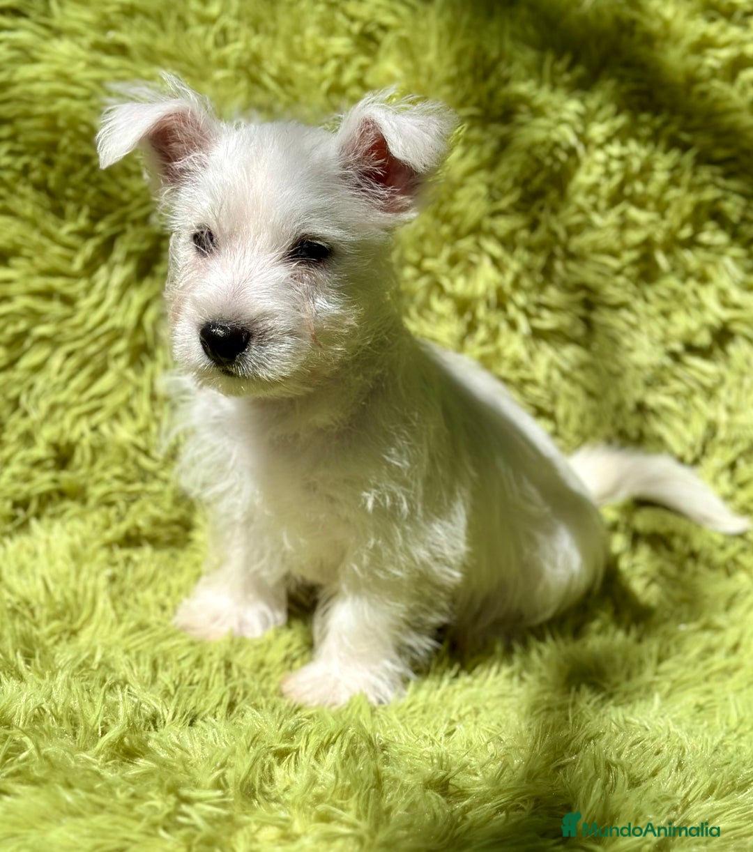 West Highland White Terrier perros en venta: WEST HIGHLAND WHITE TERRIER - Imagen 6