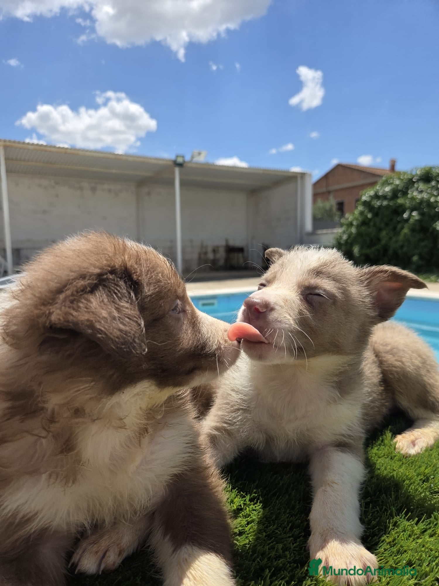 Border Collie perros en venta: Disponibles Border collies Chocolates y lilac - Anuncio 7