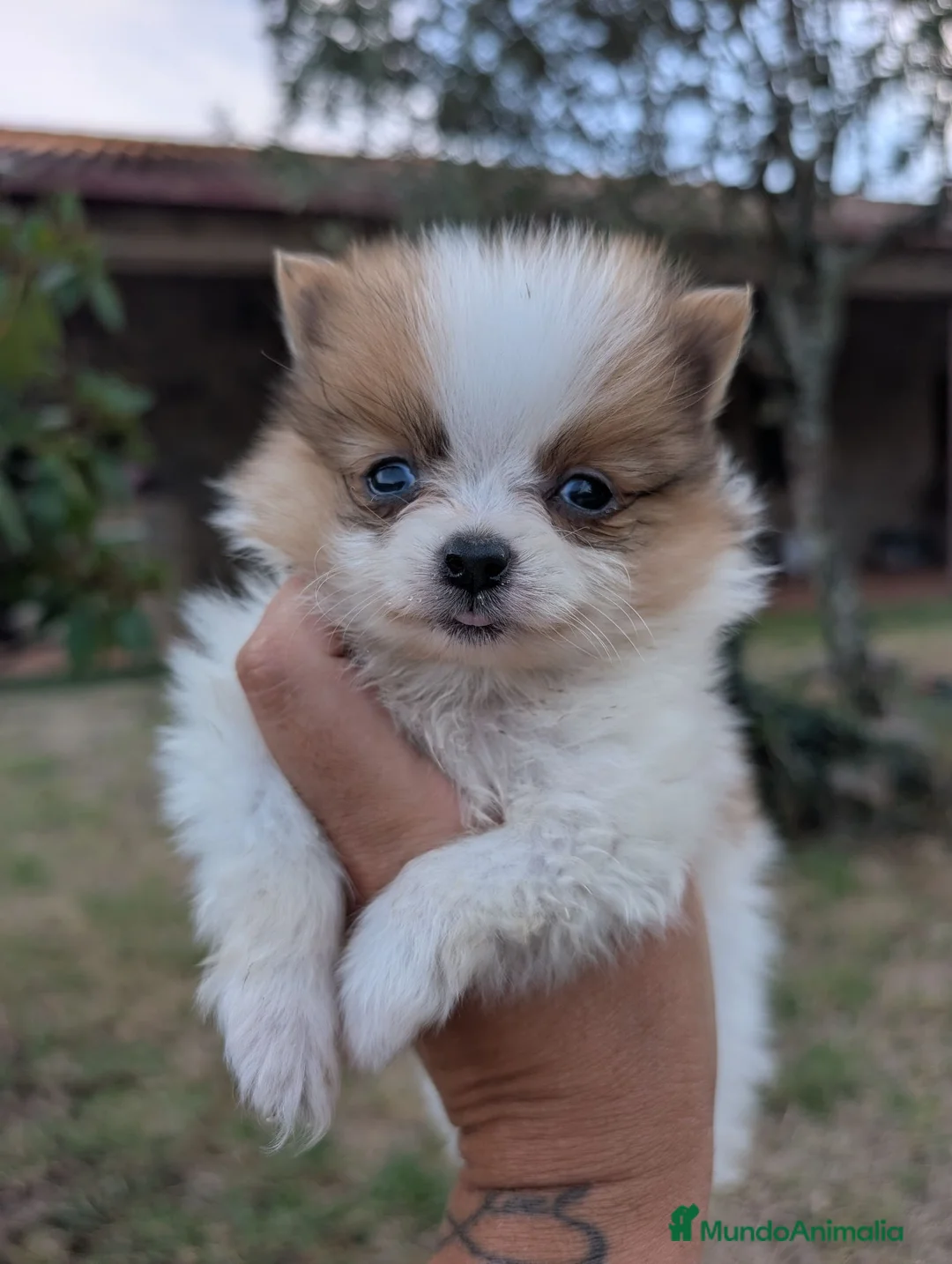 Pomerania perros en venta: Pomerania cariñosa - Anuncio 2