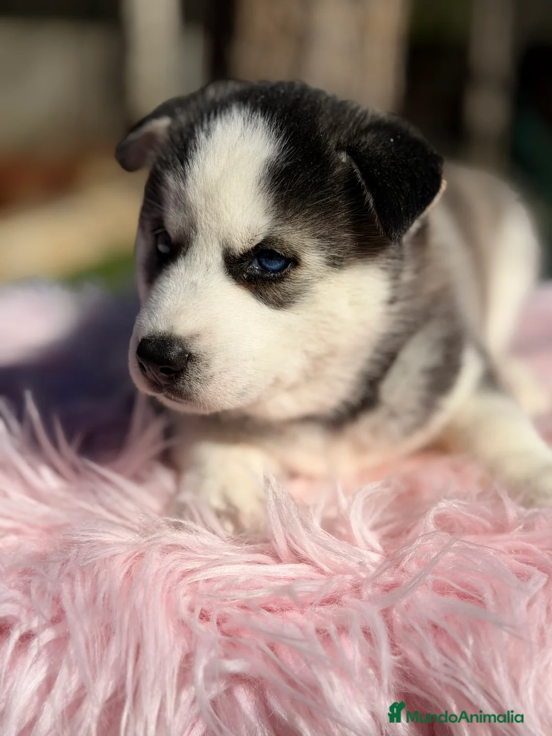 Husky Siberiano perros en venta: Husky hembra  - Anuncio 3