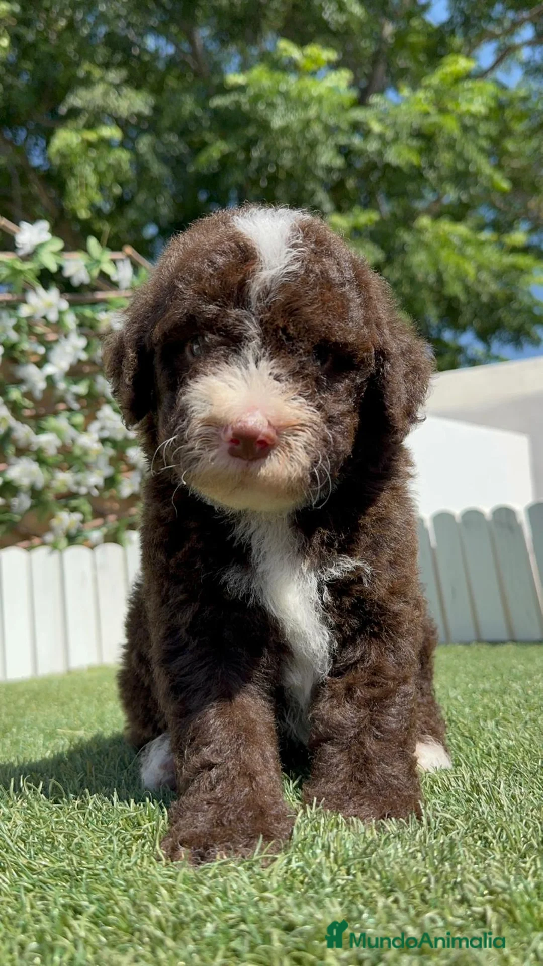 Perro de Agua Español perros en venta: PERRO DE AGUA ESPAÑOL - Anuncio 2