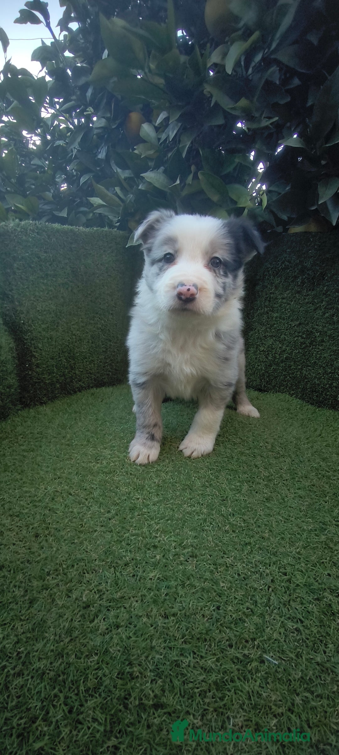 Border Collie perros en venta: border collie blue merle y blancos y negros  - Anuncio 9