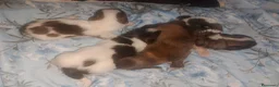 Maltipom perros en venta: Camada de maltipom  - Anuncio 3