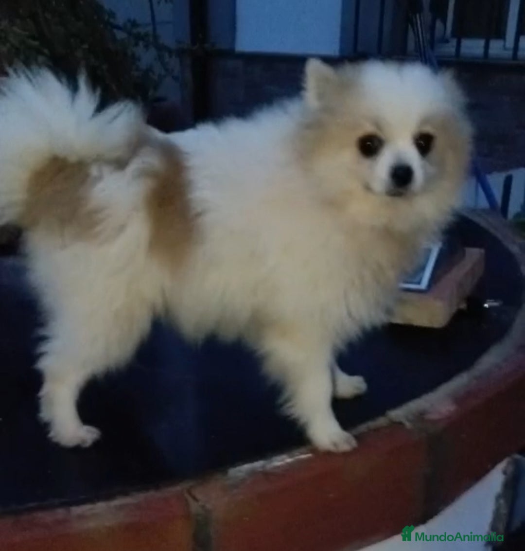 Pomerania perros en venta: Pomerania  - Anuncio 2
