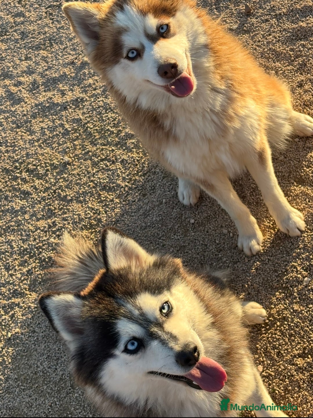 Pomsky perros en venta: 2 hembras pomsky o mini husky - Anuncio 5