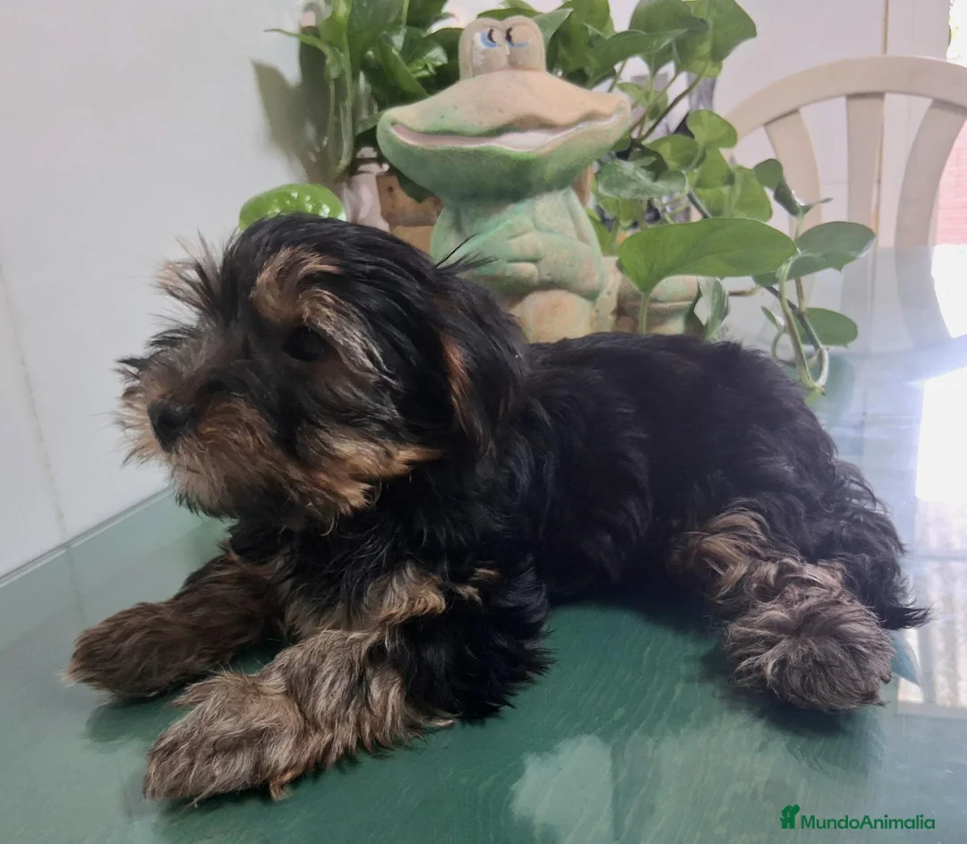 Yorkshire Terrier perros en venta: Yorkshire Terrier - Anuncio 2