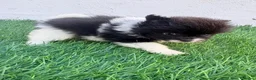 Pomerania perros en venta: Pomerania - Anuncio 6