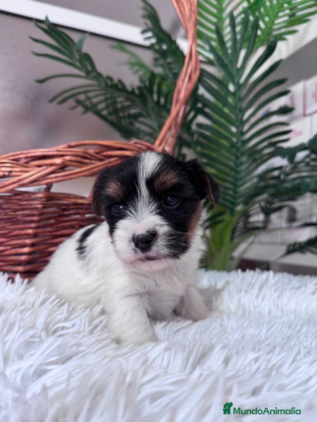 Yorkshire Terrier perros en venta: YORKSHIRE BIEWER - Anuncio 16