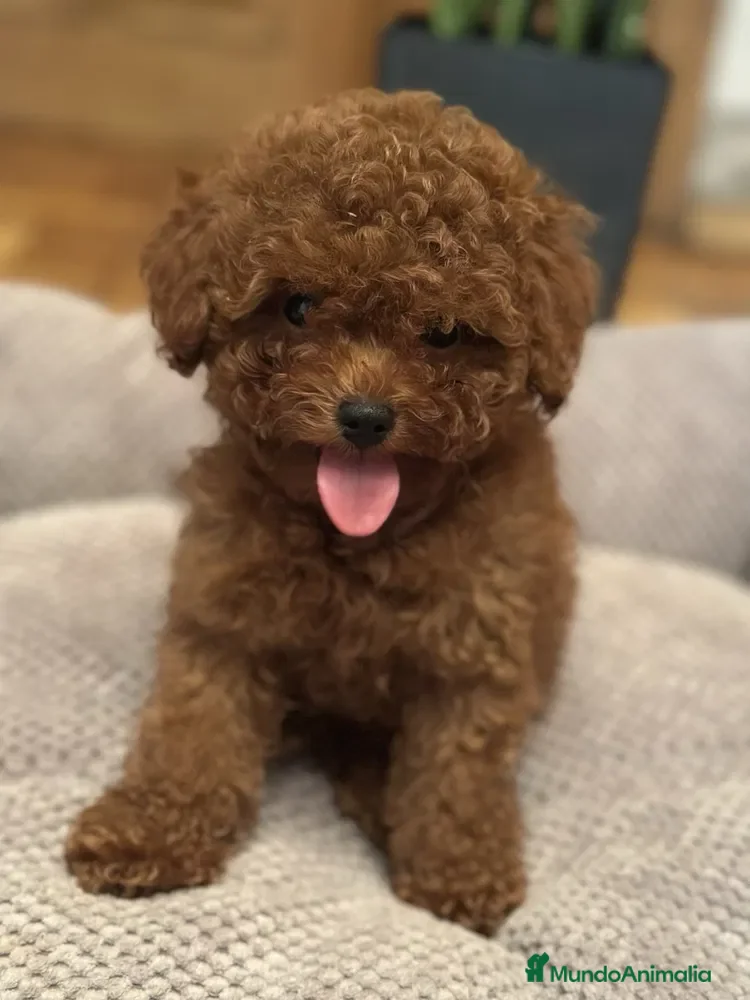 Caniche Toy perros caniche toy rojo asiatico - Anuncio 2