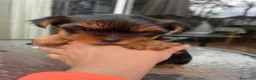 Yorkshire Terrier perros en venta: YORKSHIRE CACHORROS  - Anuncio 4