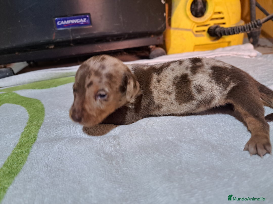 Teckel Miniatura perros en venta: Teckel miniatura  - Anuncio 6