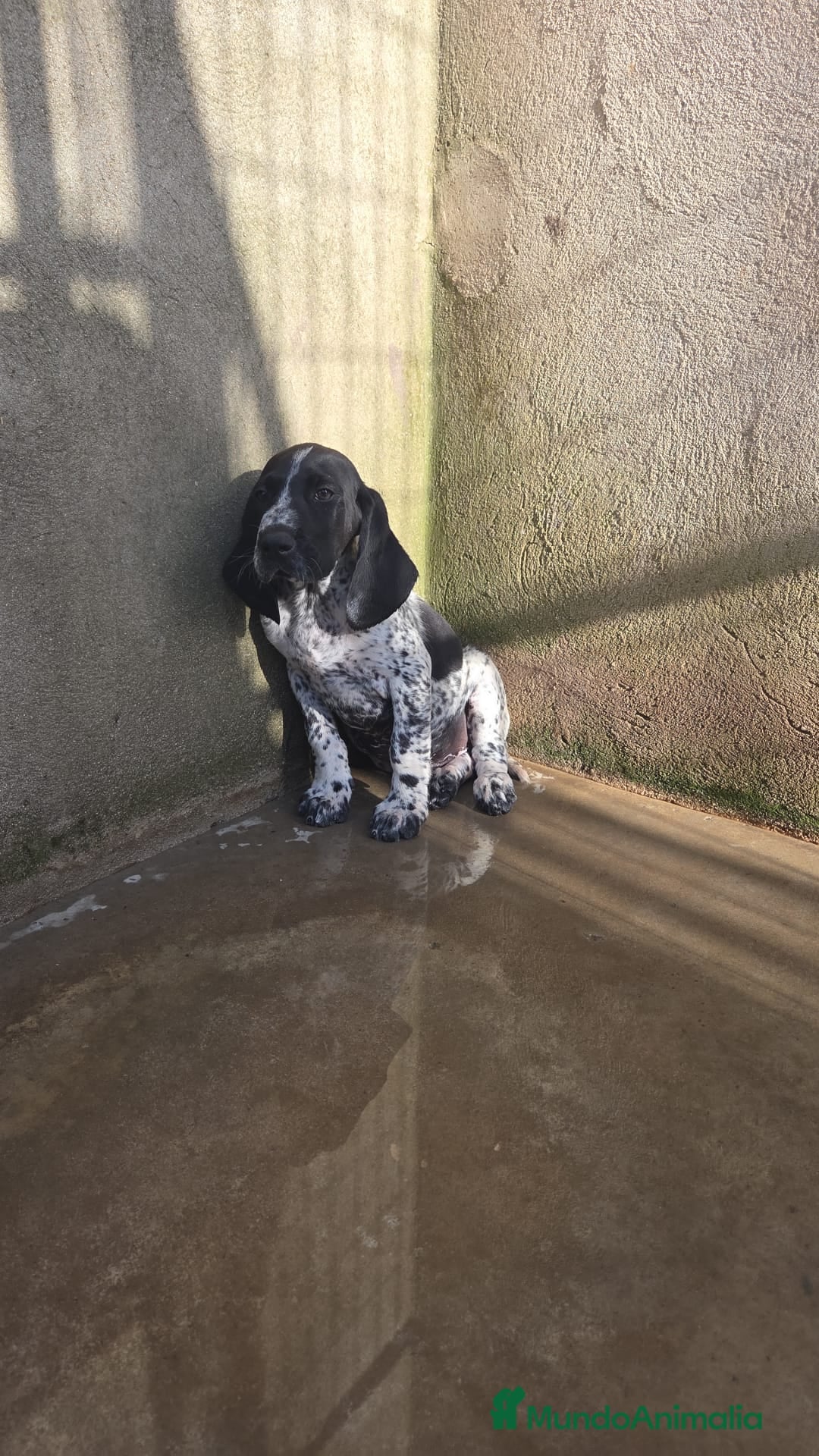 Braco Alemán de Pelo Corto perros Camada Braco Alemán  - Anuncio 4