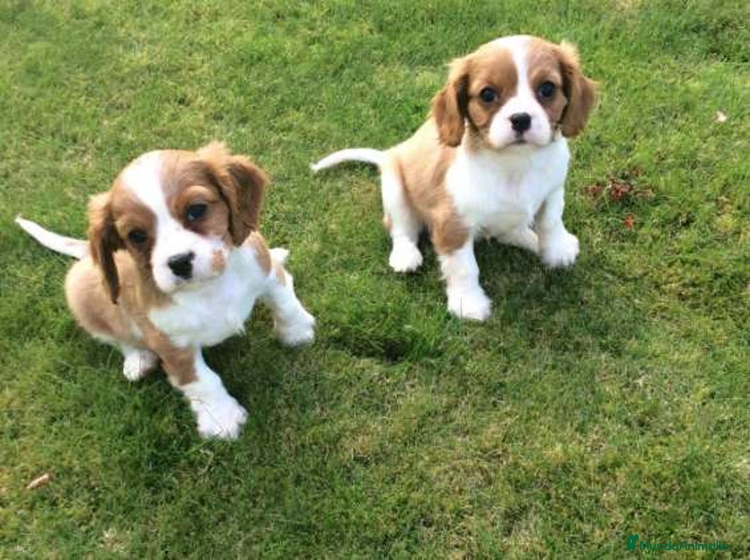 Cavalier King Charles Spaniel perros en venta: Adorable bebé de Cavalier - Imagen 1
