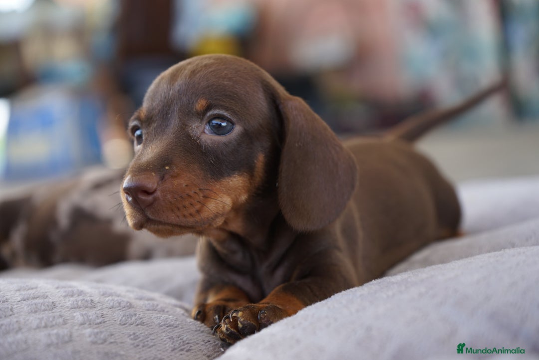 Teckel Miniatura perros en venta: ✨ Presentamos a Lola, teckel miniatura chocolate ✨ - Imagen 3