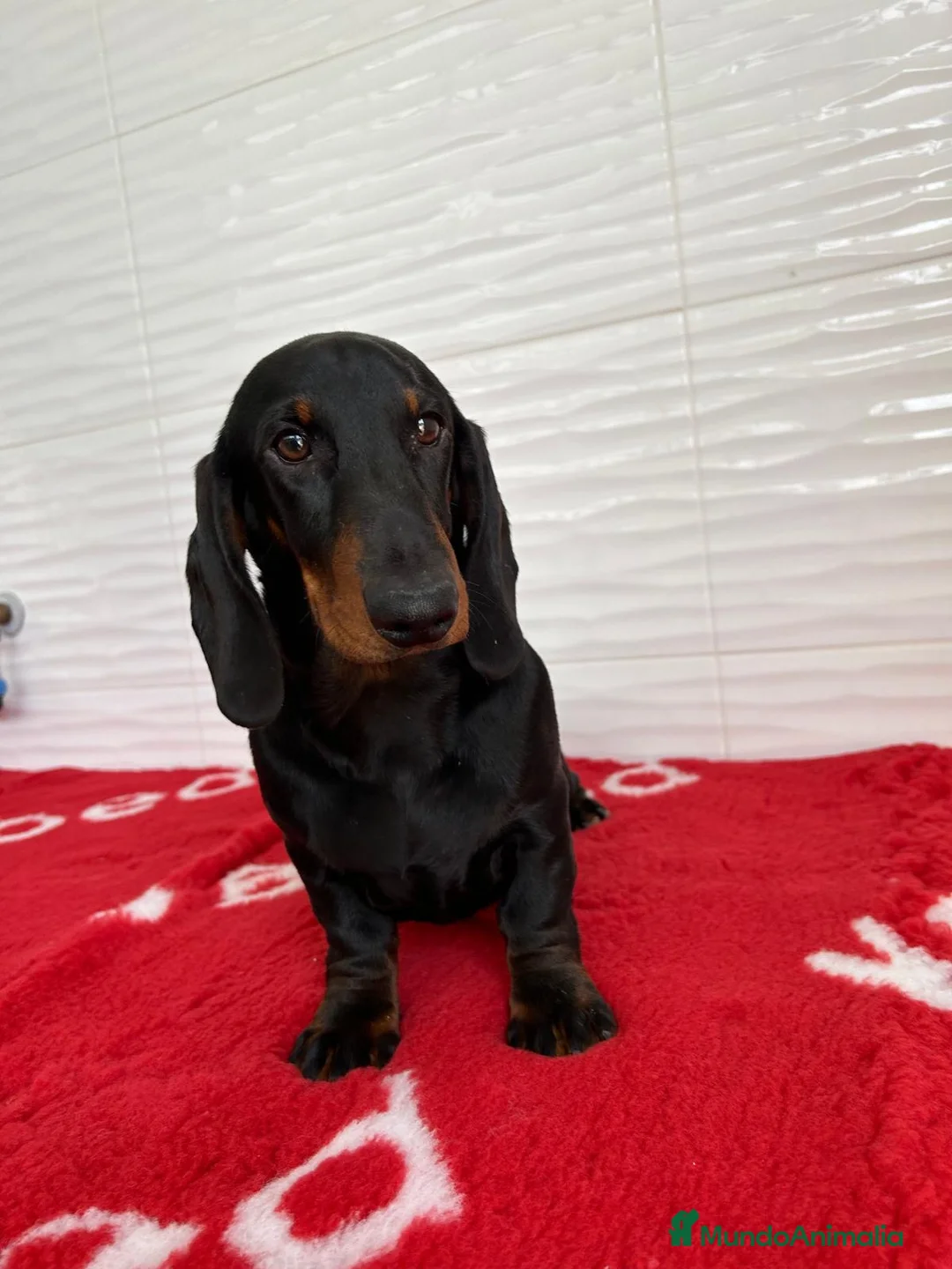 Teckel perros en venta: CACHORRITO DE TECKEL STANDARD N/F - Anuncio 2