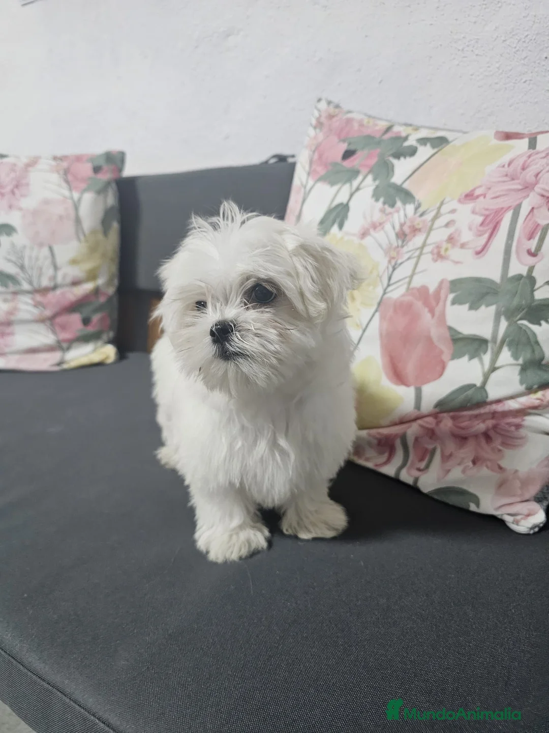 Bichón Maltés perros en venta: CAMADA DE BICHÓN MALTÉS KOREANO  - Anuncio 5