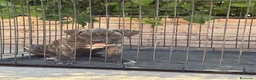 Presa Canario perros en venta: Cachorros machos  - Anuncio 7