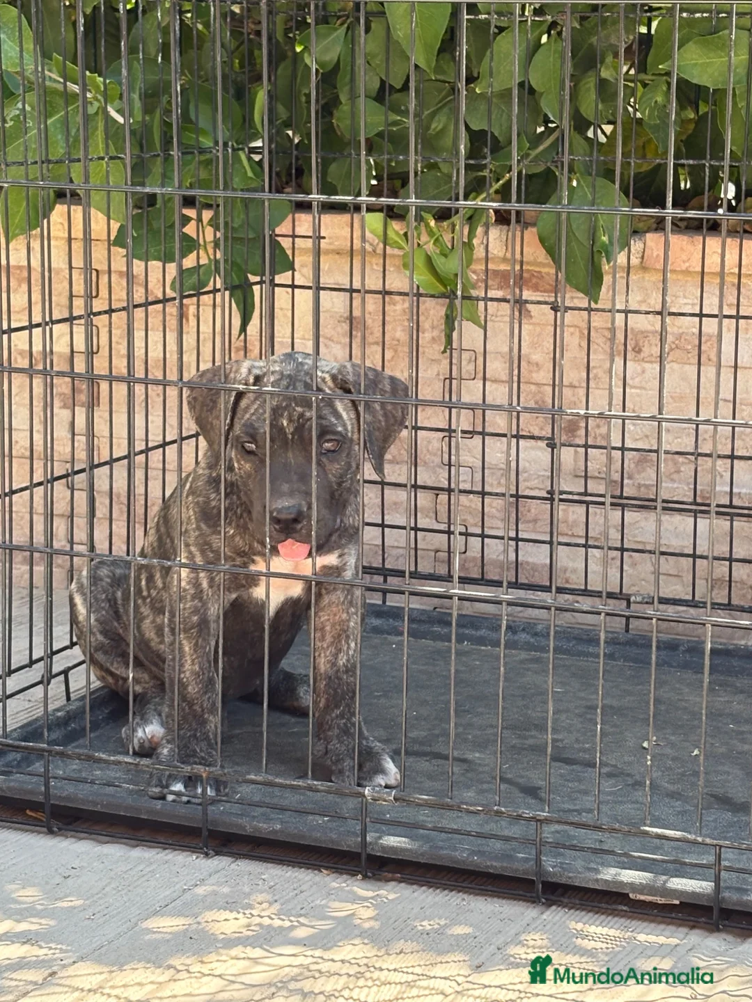 Presa Canario perros en venta: Cachorros machos  - Anuncio 7