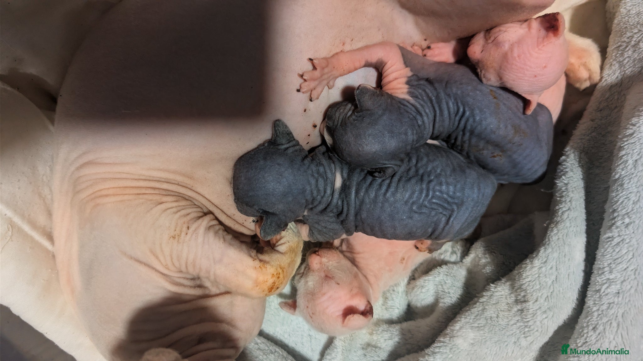 Sphynx gatos Sphynx blancos y bicolor - Anuncio 1