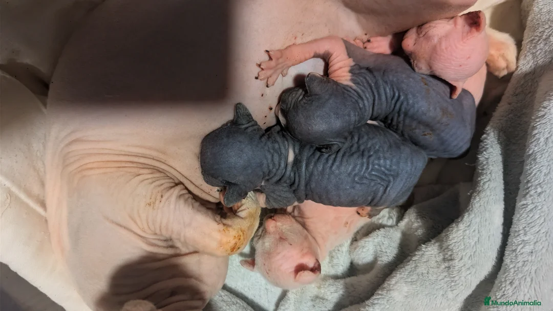 Sphynx gatos en venta: Sphynx blancos y bicolor - Anuncio 1