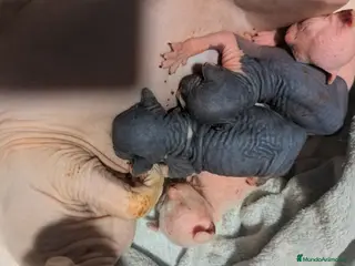 Sphynx gatos Sphynx blancos y bicolor - Anuncio 1