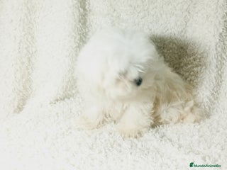 Bichón Maltés perros - Anuncio 3