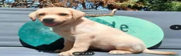Labrador Retriever perros en venta: Labrador - Anuncio 3