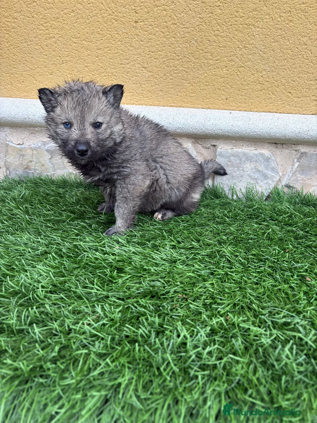 Husky Siberiano perros en venta: Husky siberiano Agouti macho - Anuncio 13