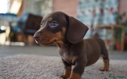 Teckel Miniatura perros en venta: 💥🐶 Compactos y peligrosos 🚀 - Imagen 3