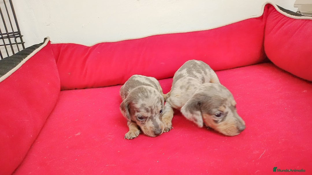 Teckel perros en venta: Teckel  kanichen - Imagen 2