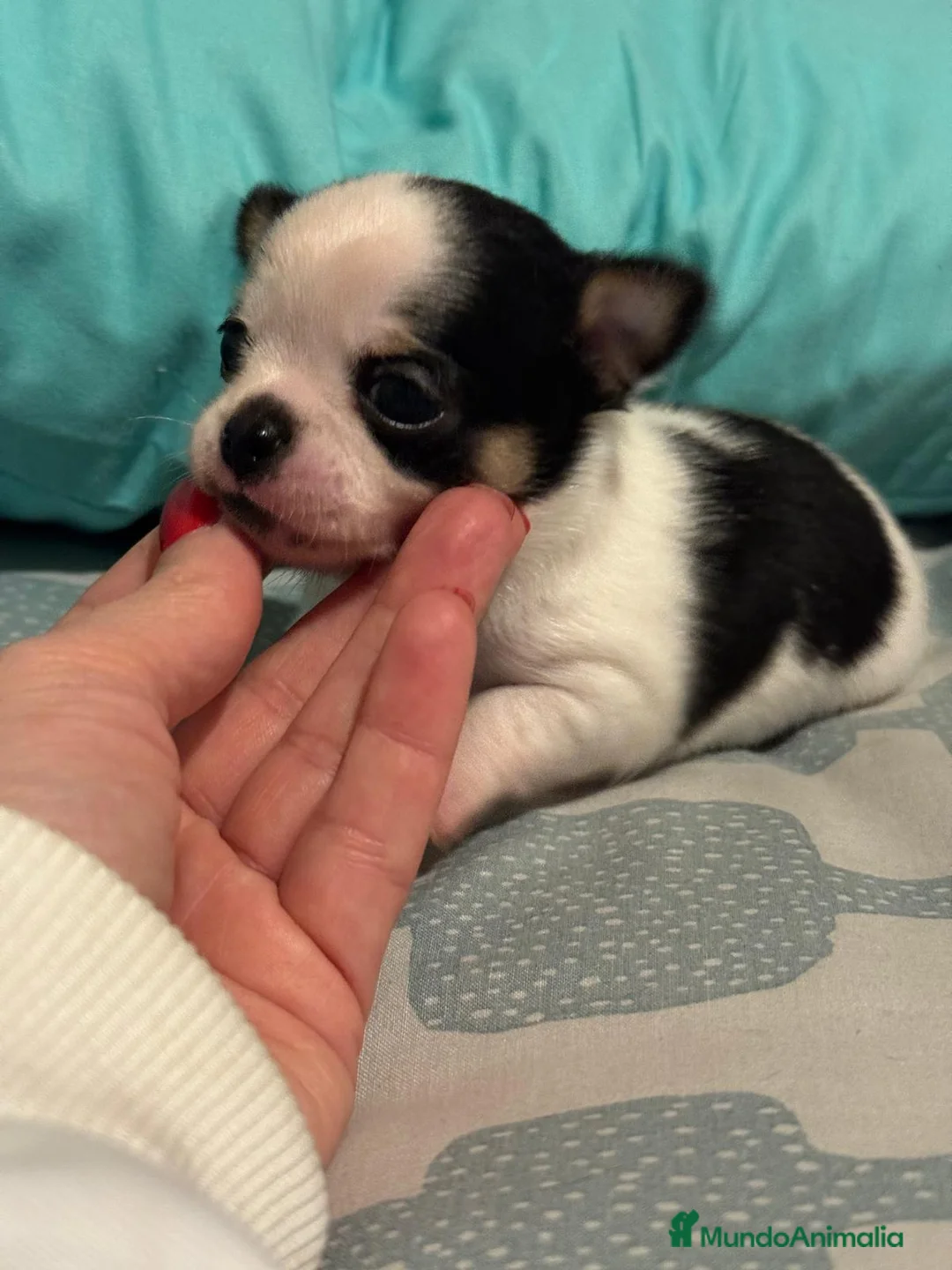 Chihuahua perros en venta: Preciosos cachorros de Chihuahua. en Valladolid - Anuncio 2