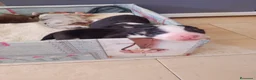Pastor Australiano perros en venta: Preciosa camada de Pastor Australiano  - Anuncio 3