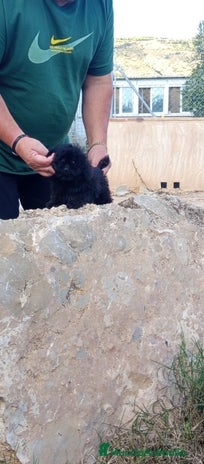 Caniche Toy perros - Anuncio 7