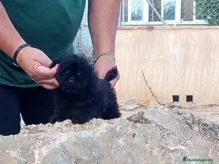 Caniche Toy perros Precioso cachorrito de caniche tea cup - Anuncio 3