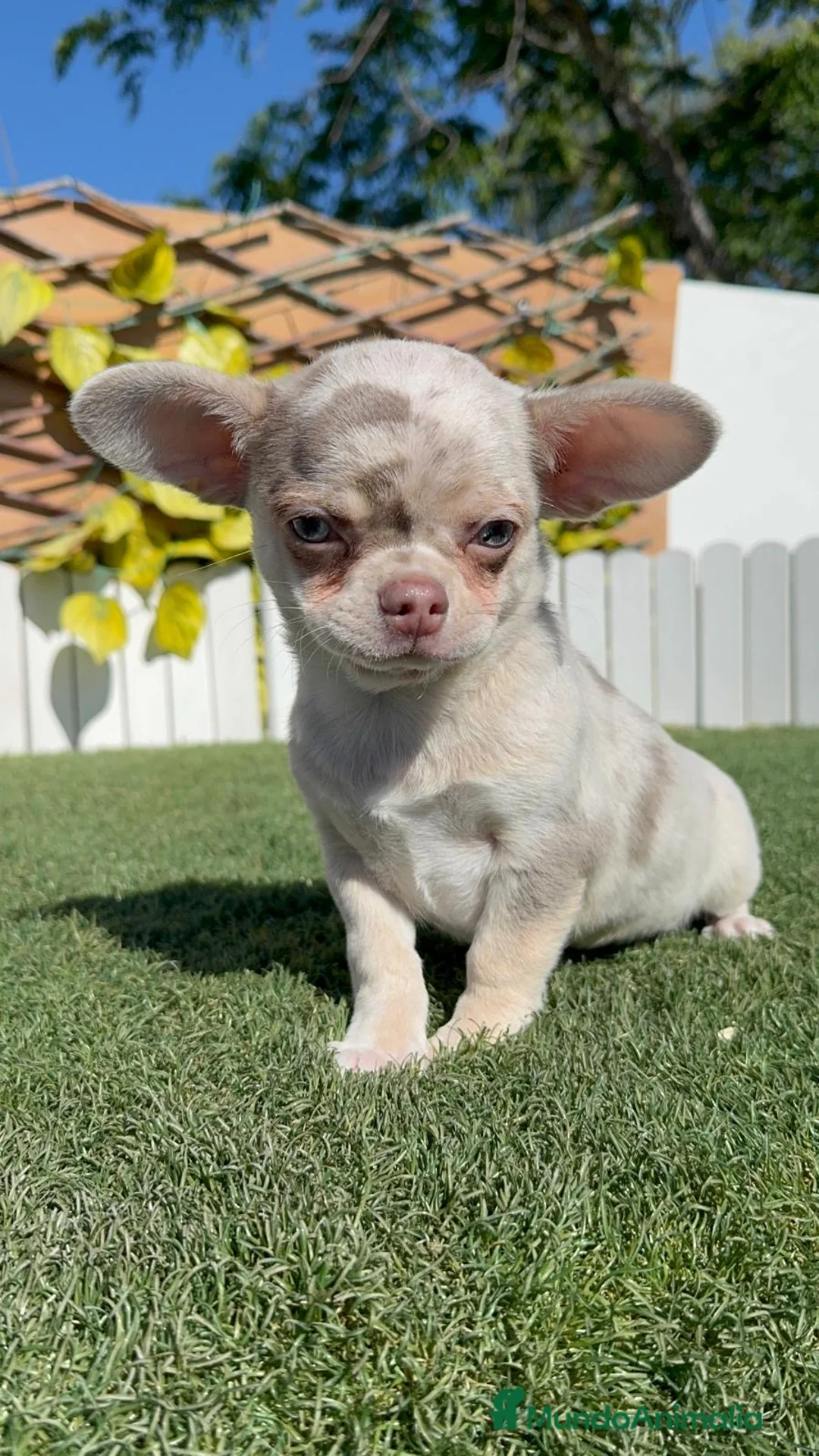 Chihuahua perros en venta: CHIHUAHUA MERLE - Anuncio 1