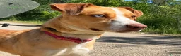 Raza Mixta perros en adopcion: ZAPE busca hogar - Anuncio 6