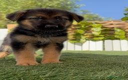 Pastor Alemán perros en venta: PASTOR ALEMAN - Imagen 4