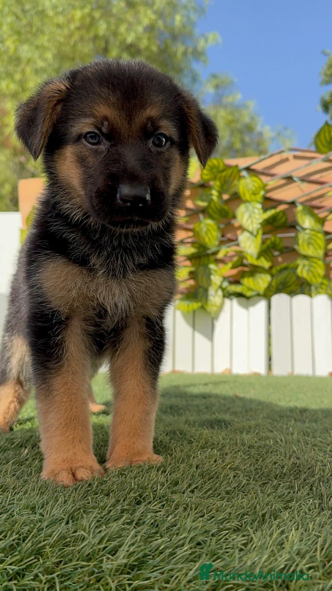 Pastor Alemán perros en venta: PASTOR ALEMAN - Imagen 4