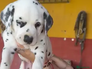 Dálmata perros Espectacular Dalmata macho disponible - Anuncio 1