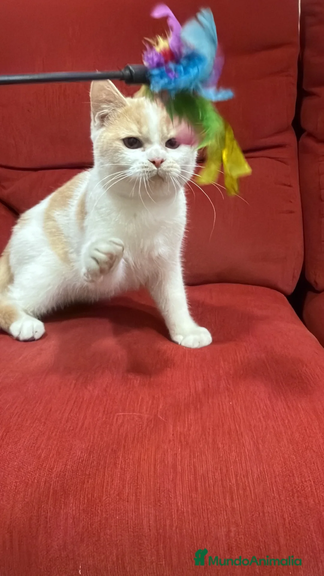 Británico de Pelo Corto gatos en venta: Precioso British arlequín  - Anuncio 2
