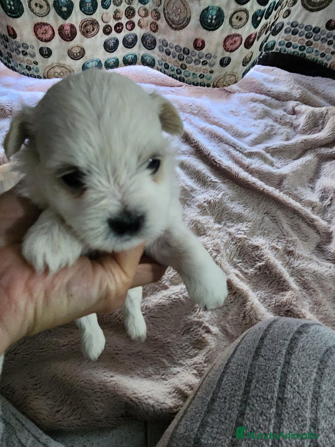 Bichón Maltés perros en venta: Camada de Bichon maltés disponible.  - Imagen 6